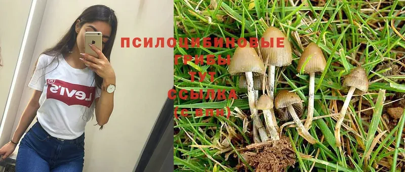 Галлюциногенные грибы Psilocybine cubensis  дарнет шоп  Ливны 